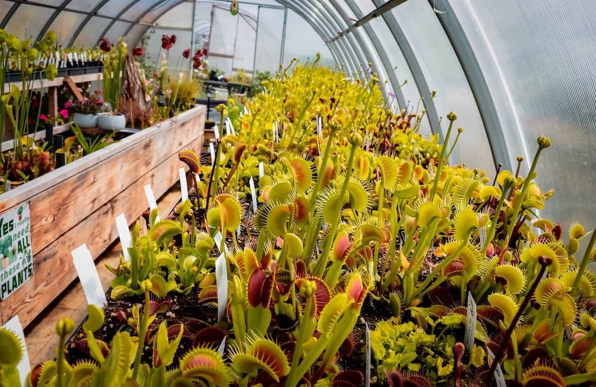 Venus Flytrap