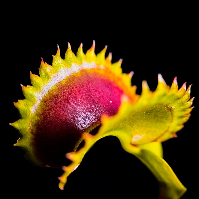 Dionaea Muscipula Big Dracula
