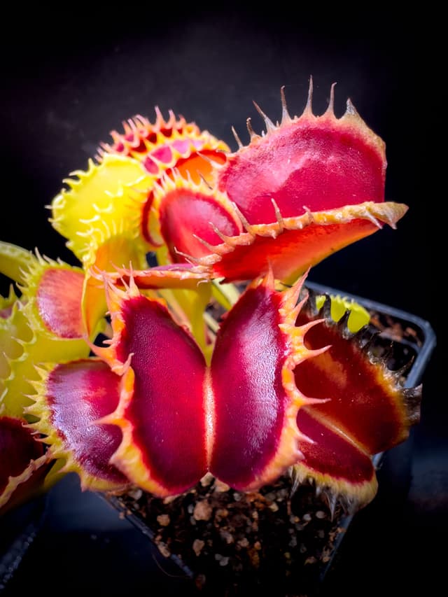 Dionaea Muscipula Chinese Dumpling