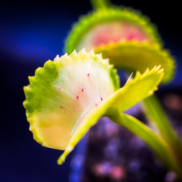 Dionaea Muscipula Diflora Variegata Gialla