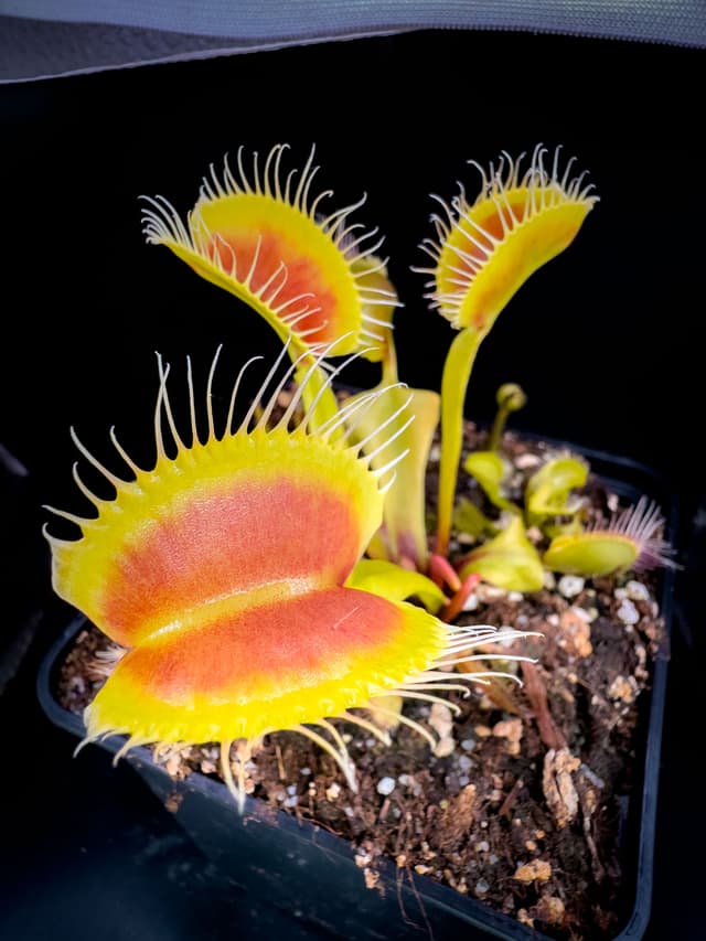 Dionaea Muscipula Sasquatch