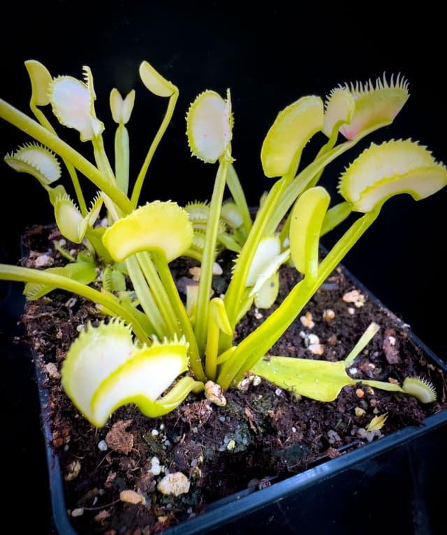 Dionaea Muscipula Whifula
