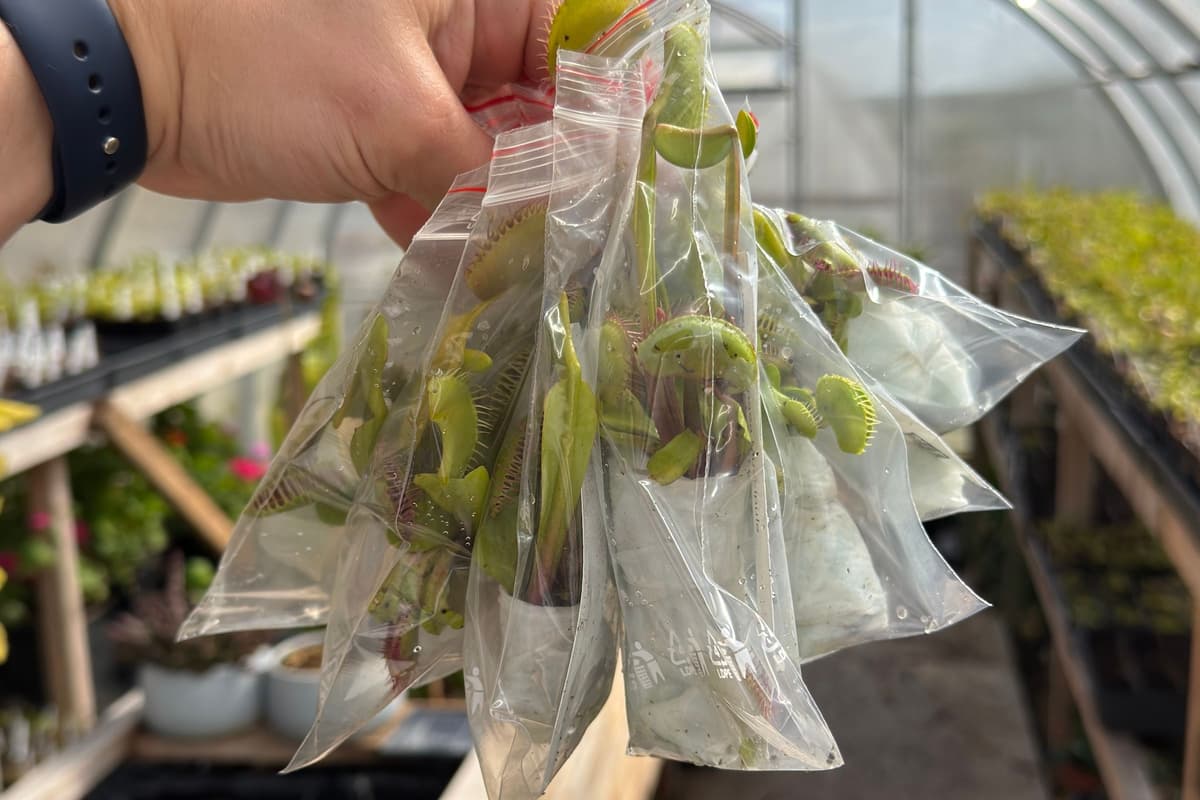 What to Do When Your Venus Flytrap Arrives