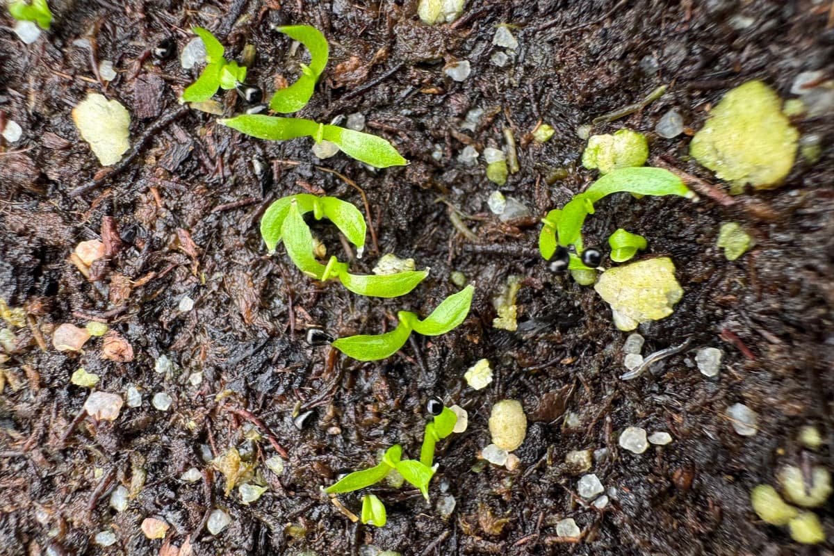 Sowing Time: Giving the Seeds Their Start