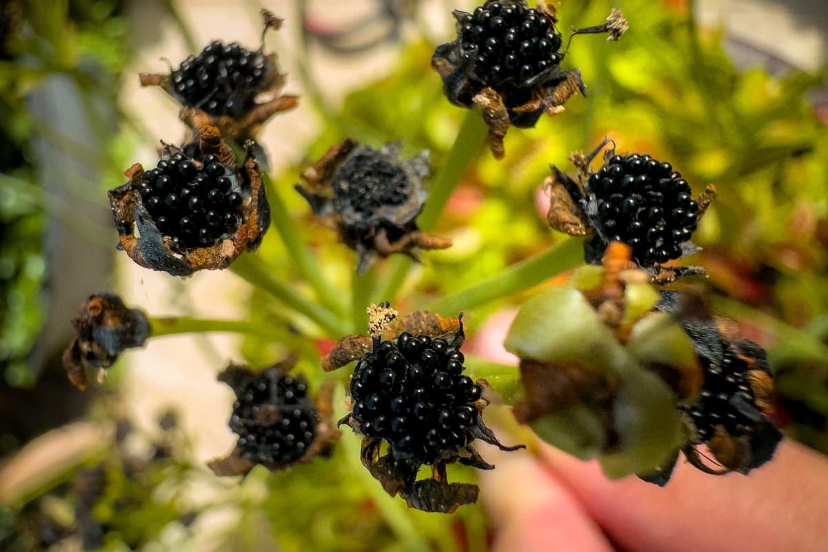 Harvest Time: The Next Generation of Venus Flytraps Begins